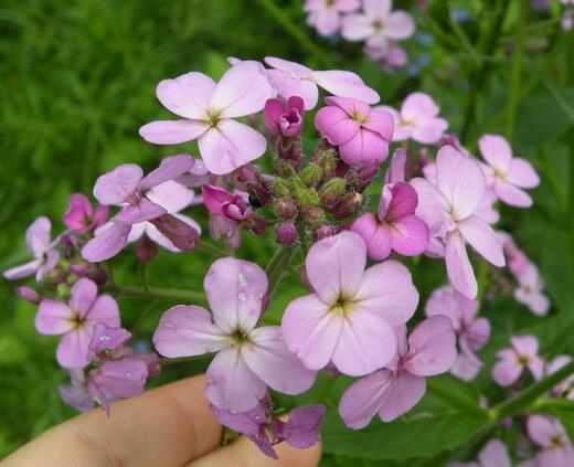 Hesperis matronalis 'Violet' Večernice vonná 'Violet'