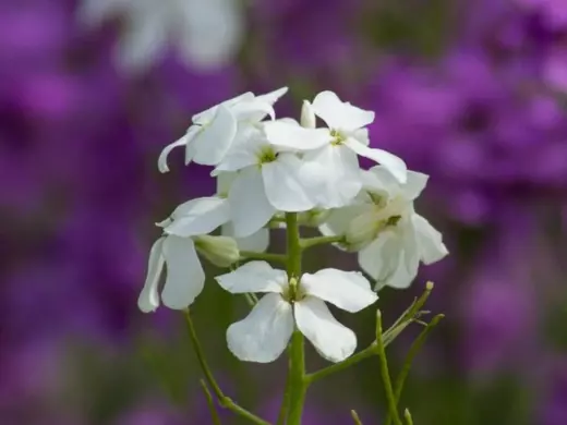 Hesperis matronalis 'White' Večernice vonná 'White'