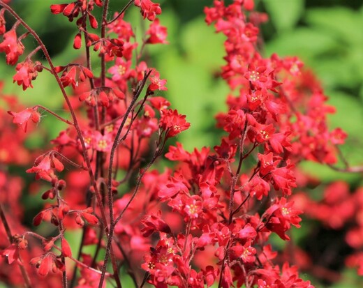 Heuchera sanguinea Coral Forest