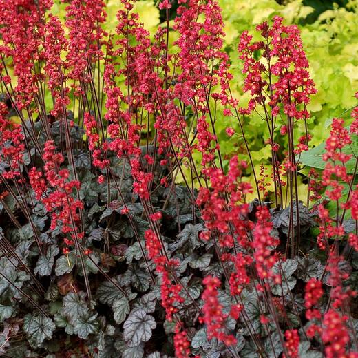 Heuchera Hollywood