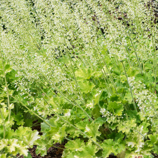 Heuchera Rex Lime
