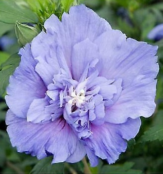 hibiscus syriacus blue chiffon - Ibišek blue chiffon.jpg