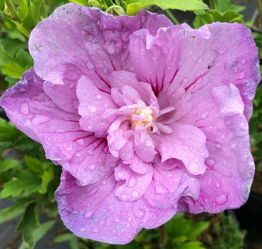 Hibiscus syriacus Lavender Chiffon - Ibišek fialový.jpg