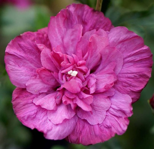 Hibiscus syriacus Magenta Chiffon - Ibišek purpurový.jpg