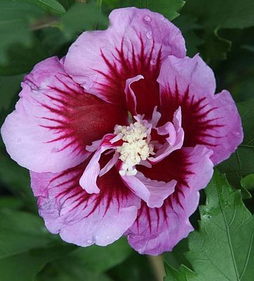 Hibiscus syriacus purple pillar - Ibišek syrsky.jpg