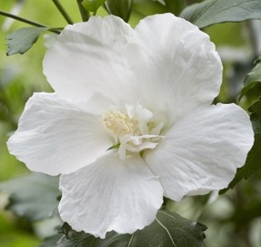 Hibiscus syriacus White Pillar - Ibišek syrský.jpg