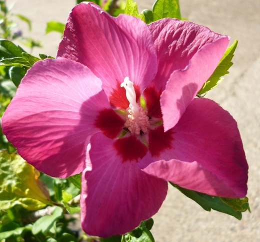 Hibiscus syriacus Woodbridge - tm. červený.JPG