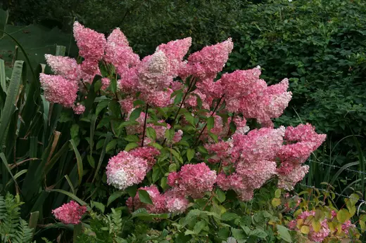 Hortenzie latnatá Vanille Fraise - Hydrangea paniculata Vanille-