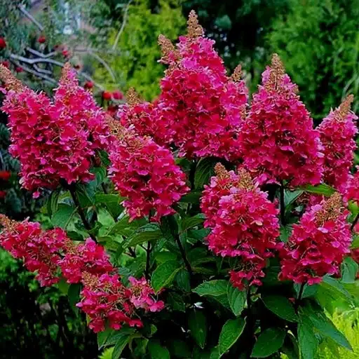 Hortenzie latnatá Wim s Red - Hydrangea paniculata Wim s Red