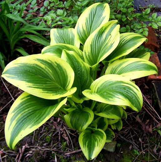 Hosta fortunei Aureomarginata