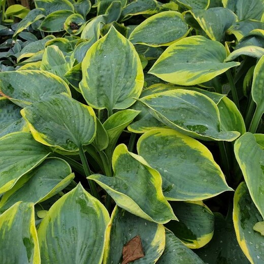 Hosta sieboldiana Frances Wiliams