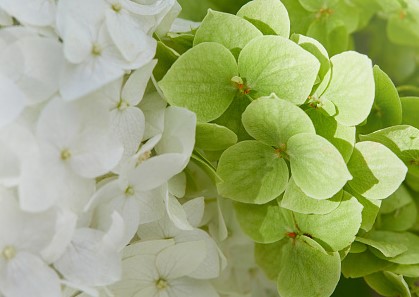 Hydrabgea arbirescebs Annabelle - Hortenzie Annabelle (2).jpg