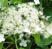 Hydrangea anomala petiolaris - Hortenzie řapíkatá.jpg