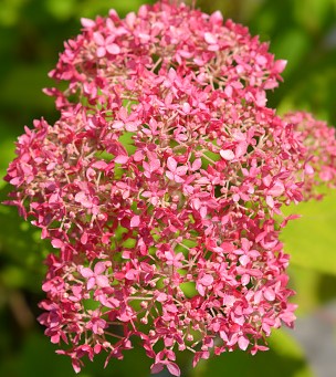 Hydrangea arborescens Pink Annabelle (2).jpg