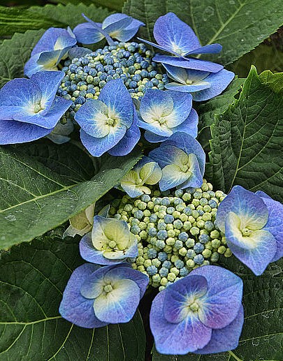 Hydrangea macrophylla Blaumeise - Hortenzie velkokvětá (2).jpg