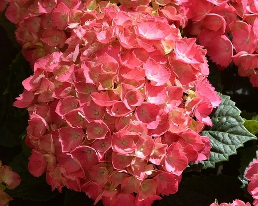 Hydrangea macrophylla Bouquet Rose - Hortenzie velkokvětá (2).jp