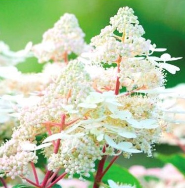 Hortenzie latnatá Early Harry -  Hydrangea paniculata Early Harr