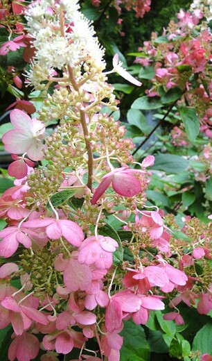 Hydrangea paniculata  Pinky Winky - Hortenzie latnatá.jpg