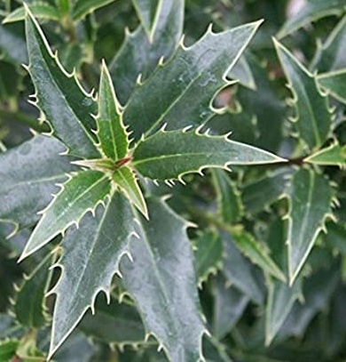 Ilex aquifolium 'Myrtifolia' - Cesmína.jpg