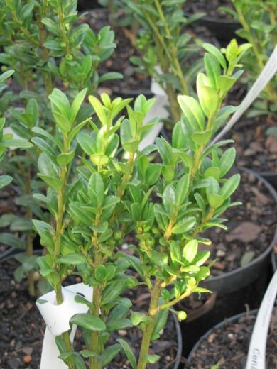 Ilex crenata Fastigiata - Cesmína Fastigiata.jpg