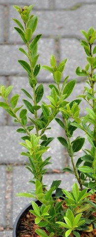 Ilex Maximowiczova 'Impala'.jpg