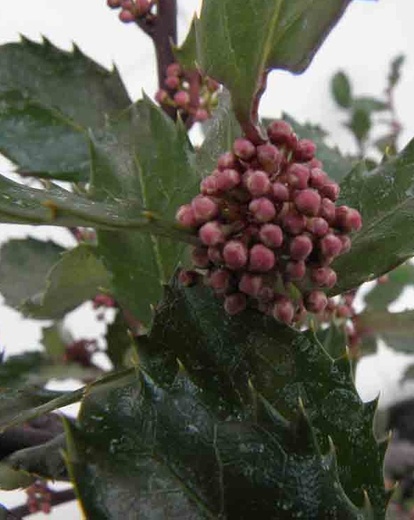 Ilex meserveae 'Blue Angel' - cesmína.jpg