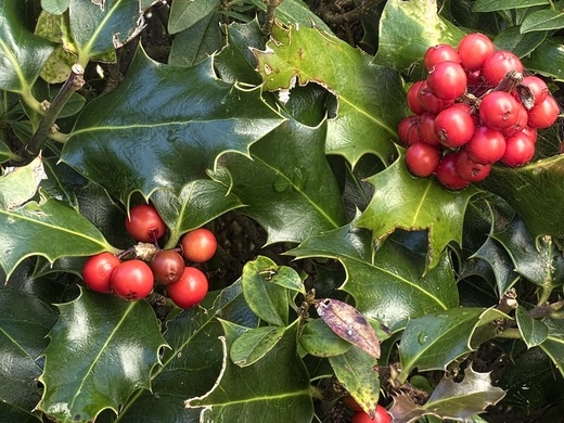 Ilex meserveae Blue Princess.jpg