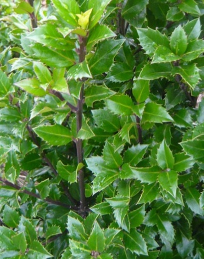 Ilex meserveae Heckenpracht - Cesmína.jpg
