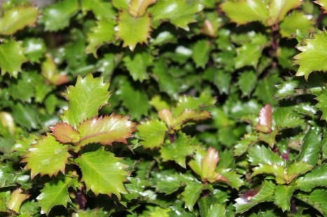Ilex meserveae LITTLE RASCAL - Cesmína.jpg