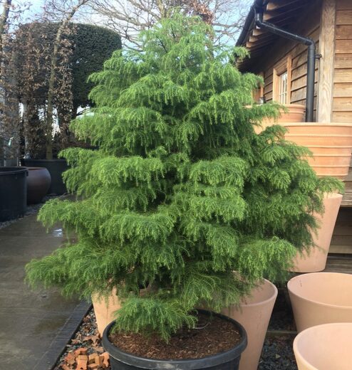 Cryptomeria japonica 'Elegans' – kryptomérie japonská Dekorativn