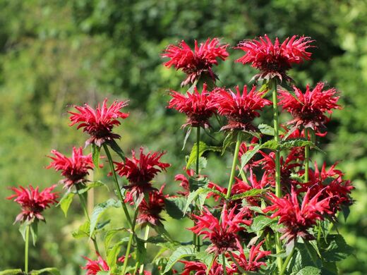 Monarda fistulosa Gardenview Scarlet