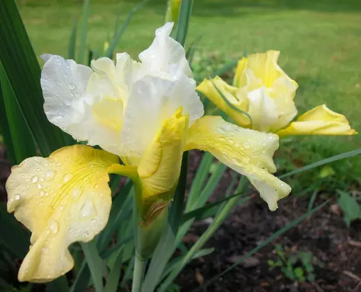 Iris sibirica Summer Revels