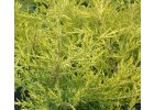 Jalovec  čínský Kuriwao Gold JUNIPERUS CHIN. KURIWAO GOLD.jpg