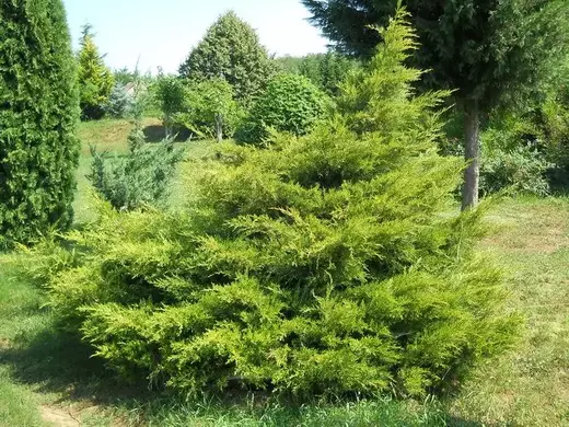 Jalovec  čínský Kuriwao Gold JUNIPERUS CHIN. KURIWAO GOLD