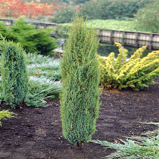 Jalovec obecný Arnold -  JUNIPERUS COMMUNIS ARNOLD