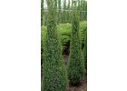 Jalovec obecný Arnold -  JUNIPERUS COMMUNIS ARNOLD.jpg