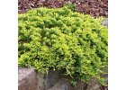 Jalovec polehlý - JUNIPERUS GOLDEN CARPET-1.jpg