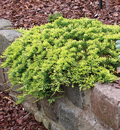 Jalovec polehlý - JUNIPERUS GOLDEN CARPET