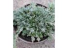 Jalovec polehlý -JUNIPERUS ICEBLUE.jpg