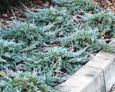 Jalovec polehlý -JUNIPERUS ICEBLUE