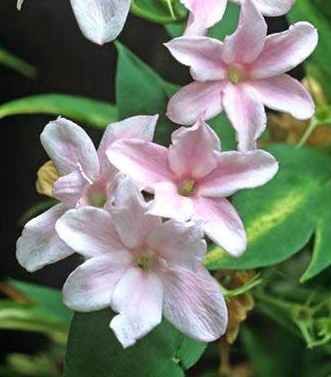 Jasminum stephanense - Jasmín.jpg