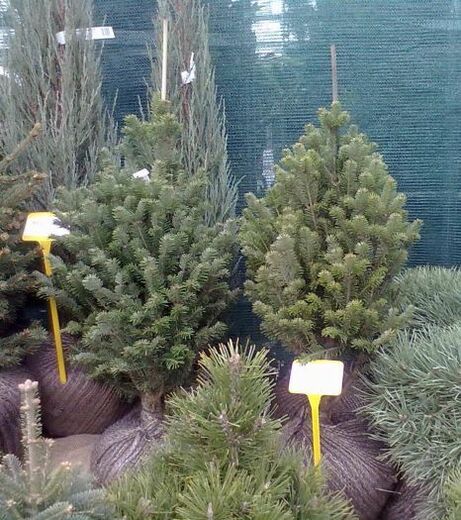 Jedle bělokorá - Abies alba Pendula
