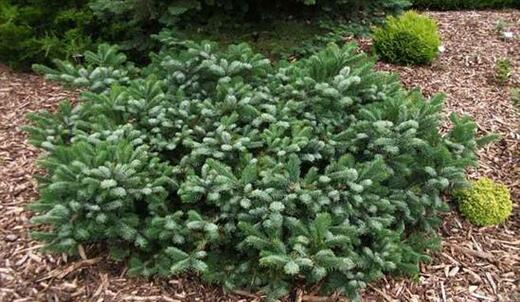 Jedle líbezná - Abies amabilis