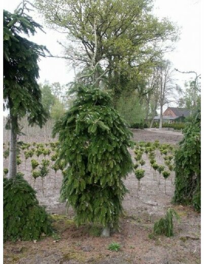 jedle veitcha Pendula- Jedle veitchova.jpg