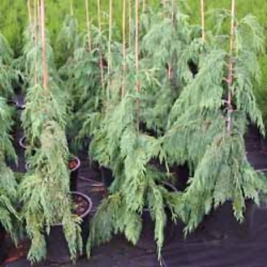 Cypřišek nutkajský Pendula - Chamaecyparis nootkatensis Pendula