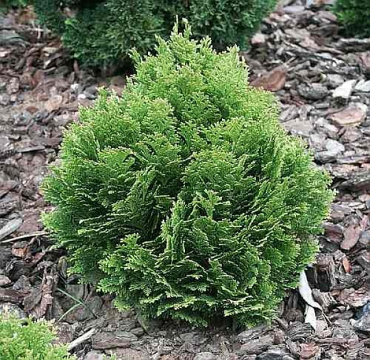 Chamaecyparis lawsoniana Minima Glauca
