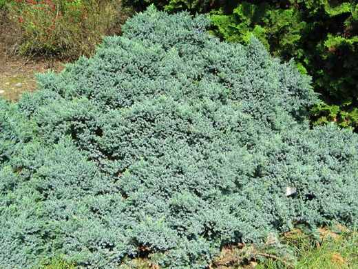 Jalovec šupinatý Blue Star - Juniperus squamata Blue Star NA KMÍ