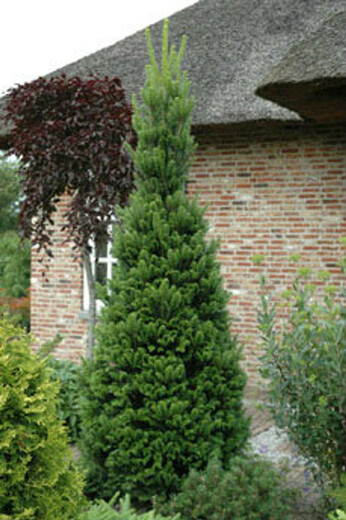Jedle bělokorá-Abies alba Pyramidalis