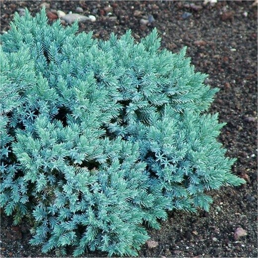 Juniperus squamata Blue Star - Jalovec šupinatý