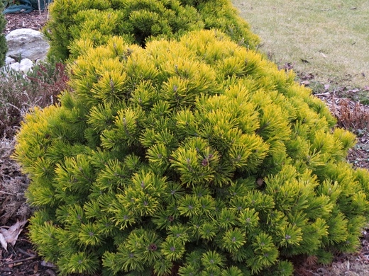 Pinus mugo Winter Gold - Borovice kleč